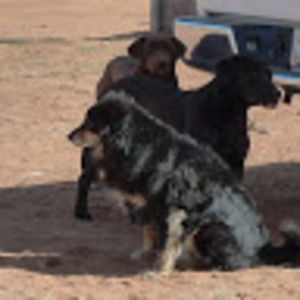 Meet your Posher, Beatrice